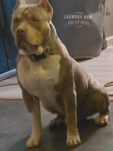 ROCKET 🚀 🚀🚀
American standard bully ukc & ABR registered lilac tri is his color