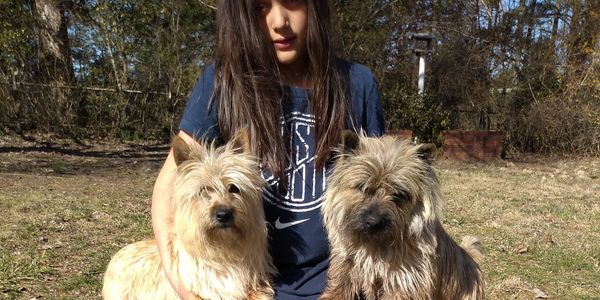 Cairn terriers for sale