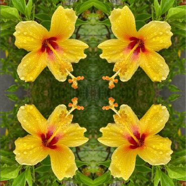 Hawaiian Yellow Hibiscus