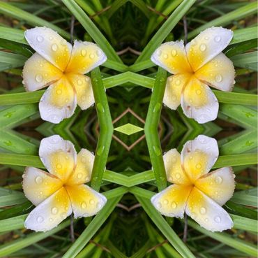 Plumeria 1