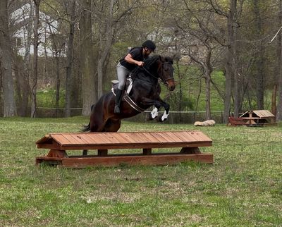 Sold
Keeper
Friesian / Morgan Gelding
16h 4 yr old
Intermediate rider
Trainers take a look at this