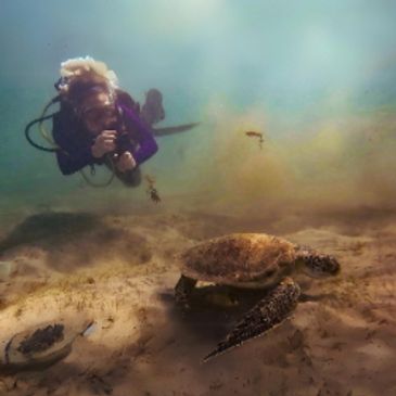 SCUBA diver photographs a green sea turtle eating grass off the bottom in protected marine preserve.