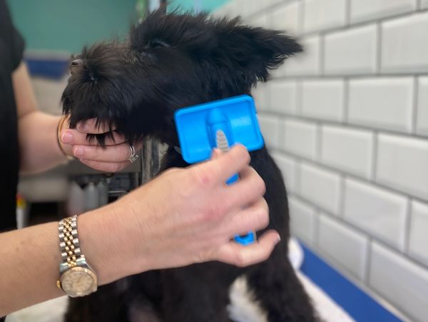 a woman grooming a dog.