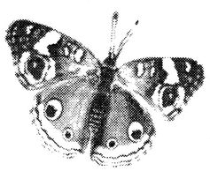 butterfly rubber stamp image