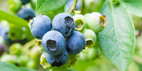 Beautiful blueberries.