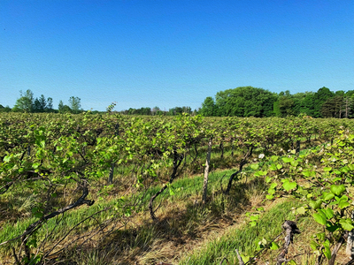 Concord grapes are everywhere