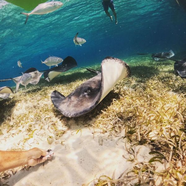 Stingrays in the deep, Taking a break from the hustle and bustle of the Sandbar