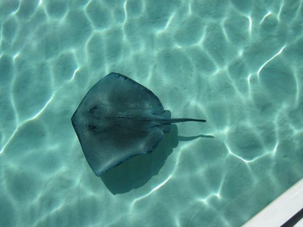 Calm day at Stingray City, Cayman Islands