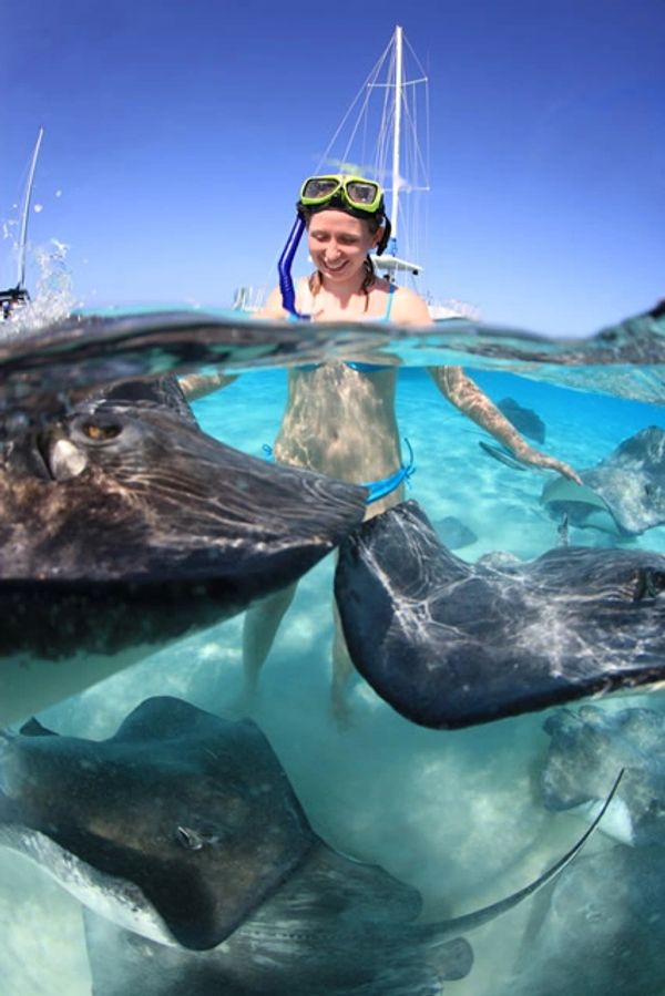 Stingrays At Stingray City