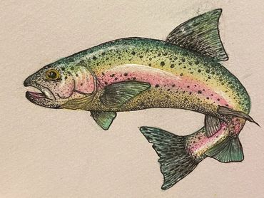 Hand illustration of a rainbow trout