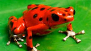 Poison dart frog