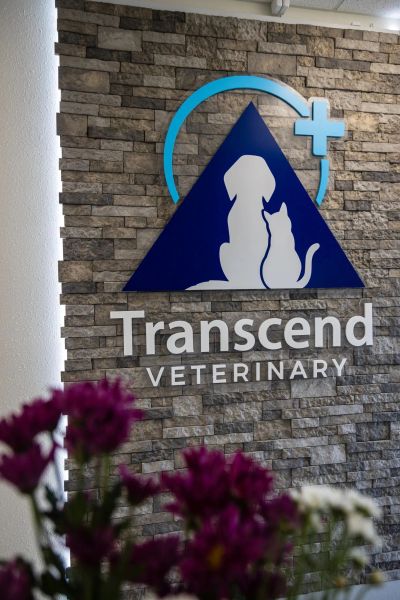 Front Desk Transcend Veterinary