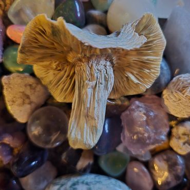 Dried mushroom resting on colorful polished stones and crystals.