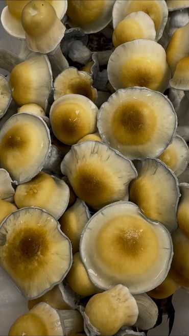 Close-up of yellow-capped mushrooms clustered together.