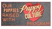 Puppies raised with Puppy Culture