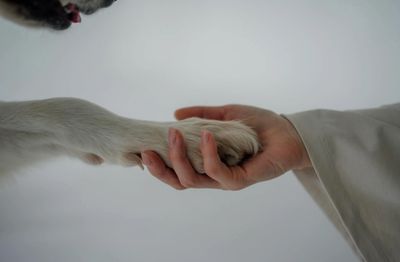 A person gently holding a dog's paw in a tender moment.