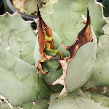 Agave Oteroi