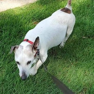Photo of dog named peanut, a Jack Russell Terrier shortie, on his collar in the owner's front yard.