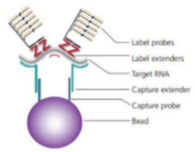 QuantiGene assay; gene expression; multiplex nucleic acid testing, gene expression profiling, gene