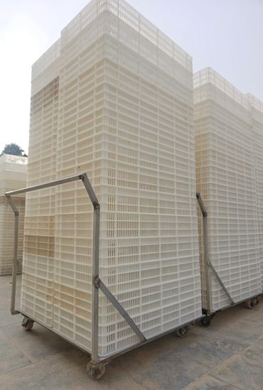 Large stacks of white plastic crates on wheeled metal frames.