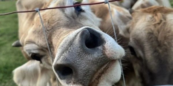 Close-up of a cow's nose through a wire fence.