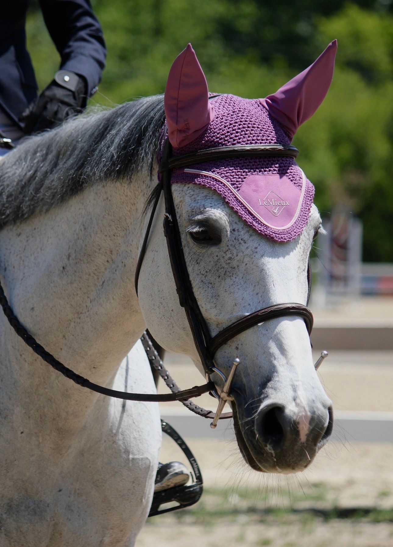 Close-up of a white horse wearing a purple ear bonnet during a riding event.
