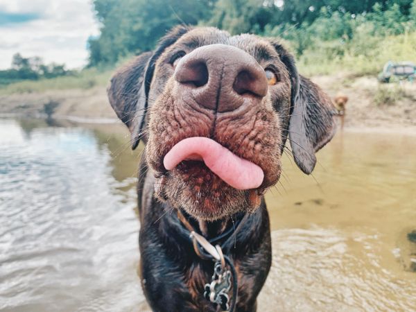 Dog standing in the river close to the camera with tongue and nose as the main shot