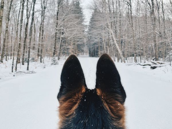 Dog years looking down the snowy wooded path