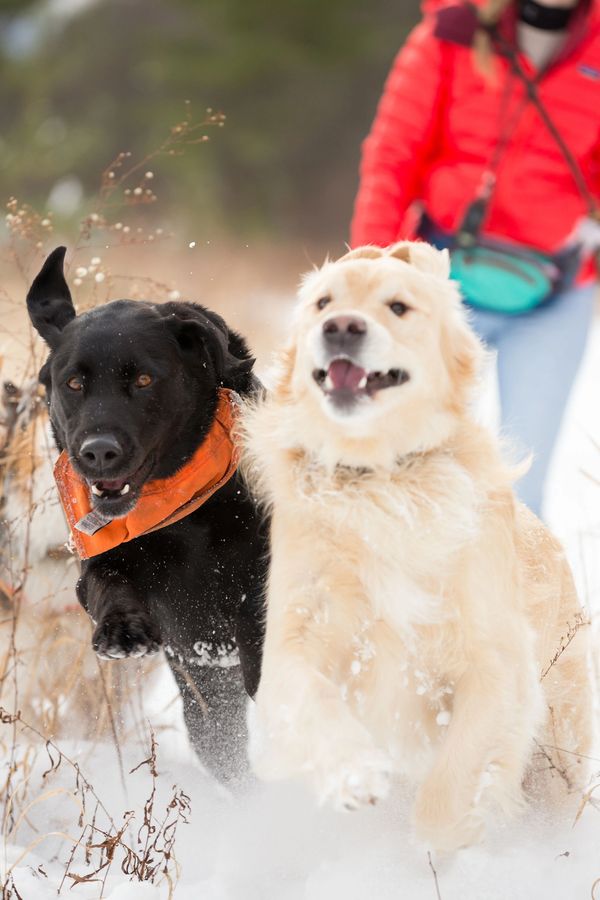 Two dogs running side by side