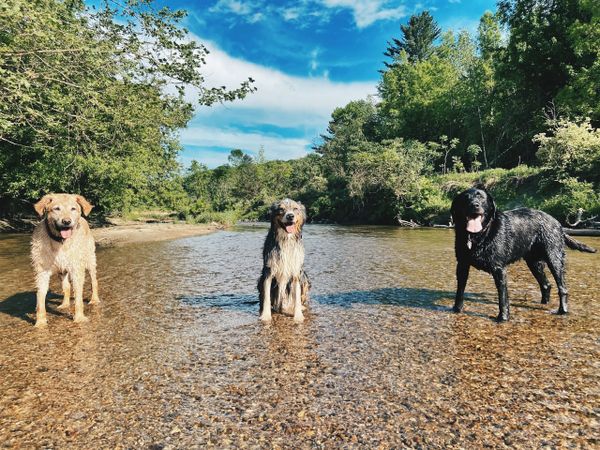 Three dogs lined up in a row in a river on a sunny summer day