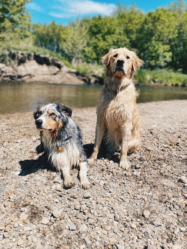Two wet dogs sitting on a sandy river shore