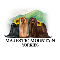 HCheck out Majestic Mountain Yorkies