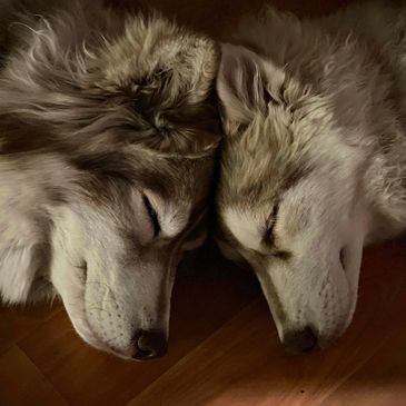Two sister Husky doggies