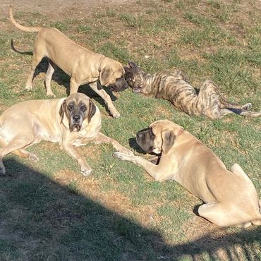 Mastiff meeting