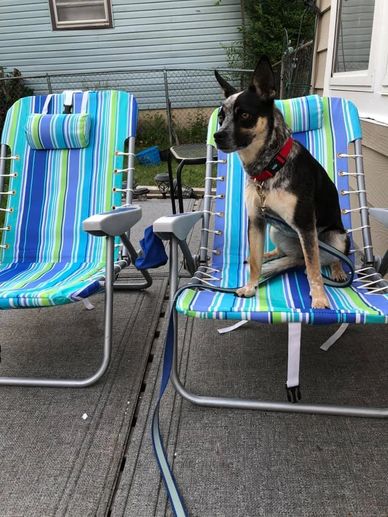 Rosie living her best life in Illinois.