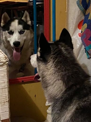 Clyde - checking his hair to meet his new furever family in New Jersey.