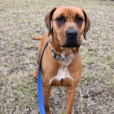 Bonnie is a red bone coonhound mix.    She is approximately 2 years old,  in perfect health.   She p