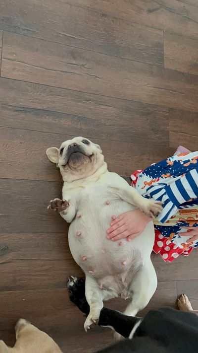 ⭐ LOUISVILLE, KENTUCKY – FAMILY-RAISED, HEALTH-TESTED FRENCHIES