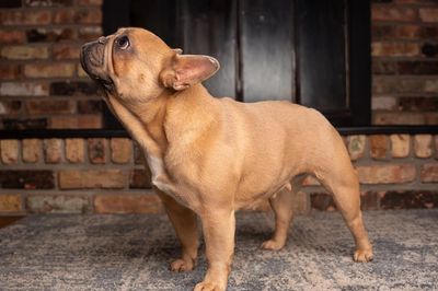 ⭐ PITTSBURGH, PENNSYLVANIA – HEALTHY, HOME-RAISED FRENCHIES