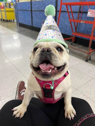 Toronto Ontario French Bulldog Breeder