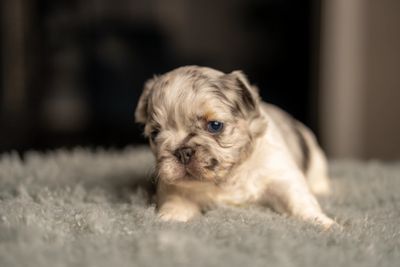 Cleveland, OH french bulldog puppies and frenchie breeders