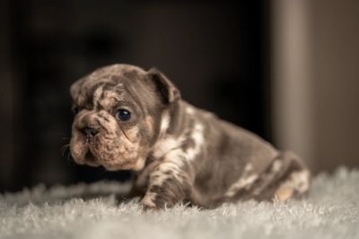 NASHVILLE, TENNESSEE – HOME-RAISED, HEALTH-FOCUSED FRENCHIES