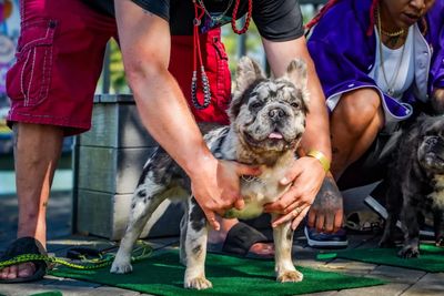 detroit frenchie breeder french bulldog puppies