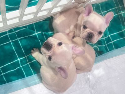 ⭐ FLINT, MICHIGAN – HEALTHY, HOME-RAISED FRENCHIES