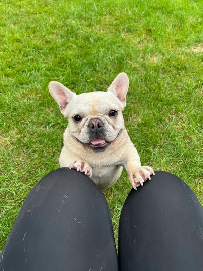 ⭐ FORT WAYNE, INDIANA – HEALTHY, WELL-SOCIALIZED FRENCHIES
