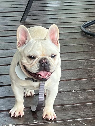 Dama Hill Frenchies Breeder - Home of Happy Puppies in Milwaukee, Wisconsin!