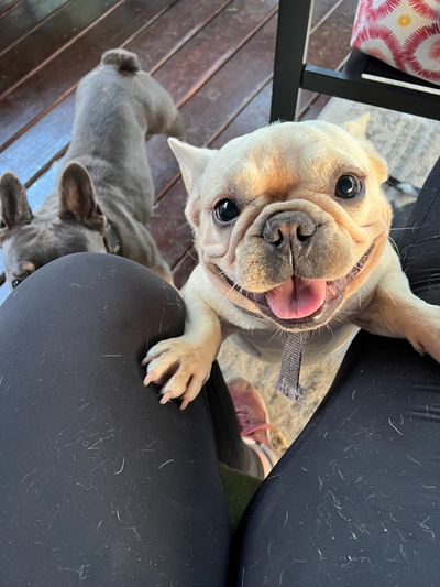 grand rapidws MI french pulldog puppies