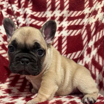 Saginaw french bulldog puppies