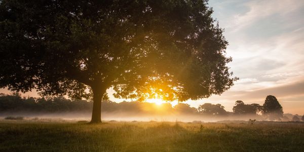 Sunrise shining through a large tree in a misty field.
