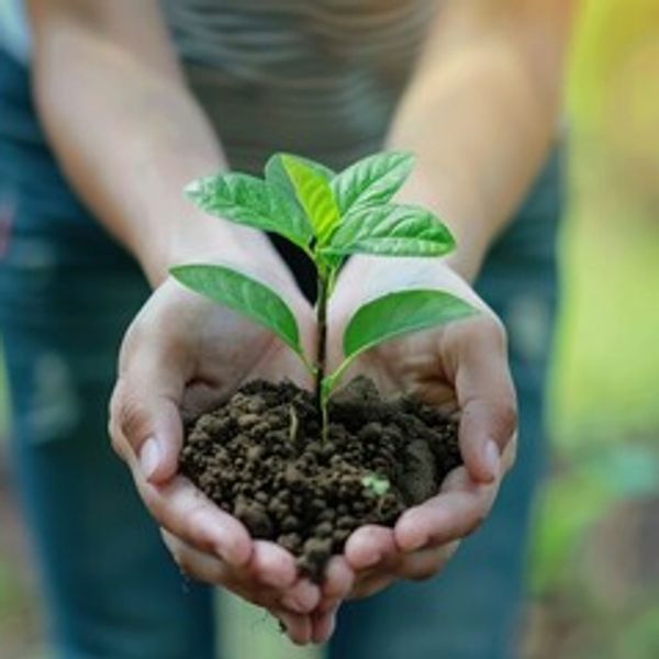 Hands holding a small green plant with soil.
